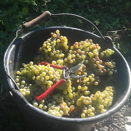 Апартаменты Ferienweingut Ulrike Thul Лайвен