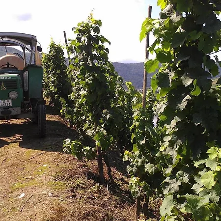 Апартаменты Ferienweingut Ulrike Thul