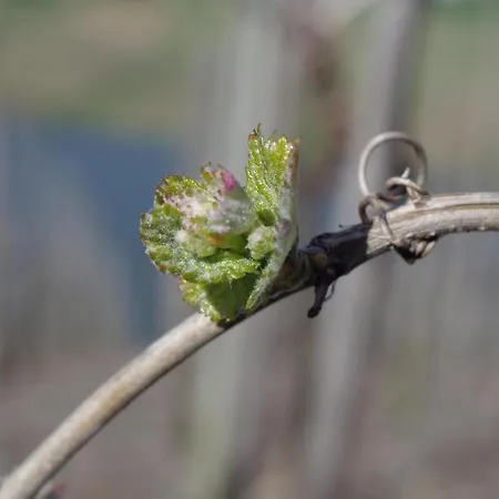 Ferienweingut Ulrike Thul Daire Leiwen