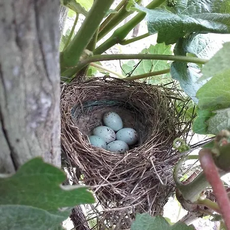 Ferienweingut Ulrike Thul *