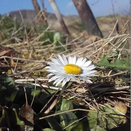 Ferienweingut Ulrike Thul Daire Leiwen