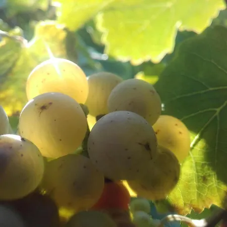 Ferienweingut Ulrike Thul Daire *