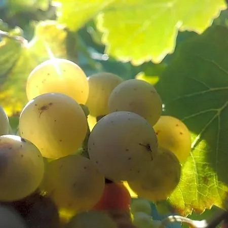 Ferienweingut Ulrike Thul Leiwen