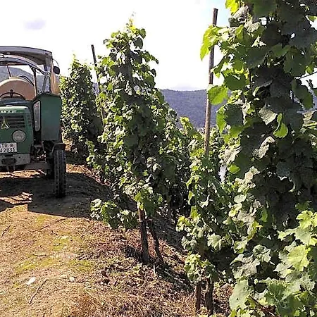 Ferienweingut Ulrike Thul *
