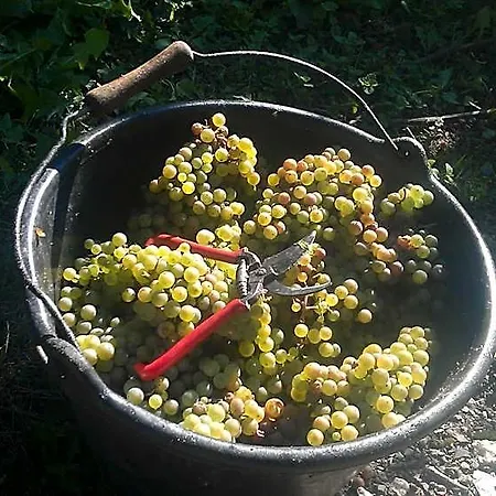 Appartamento Ferienweingut Ulrike Thul