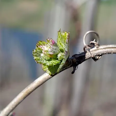Appartamento Ferienweingut Ulrike Thul Leiwen