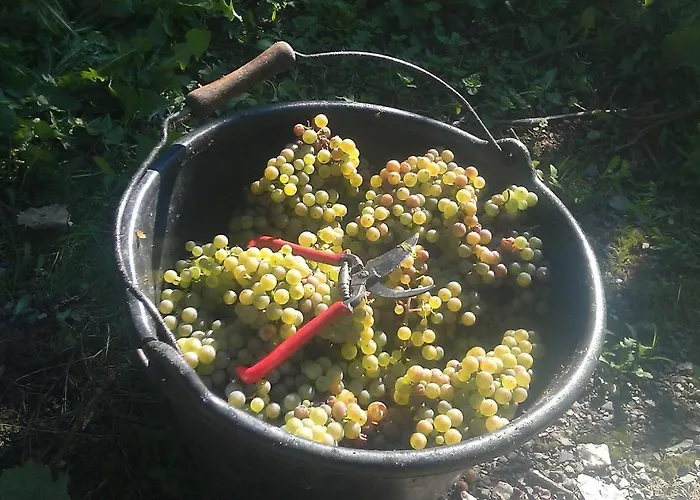 Lägenhet Ferienweingut Ulrike Thul Leiwen