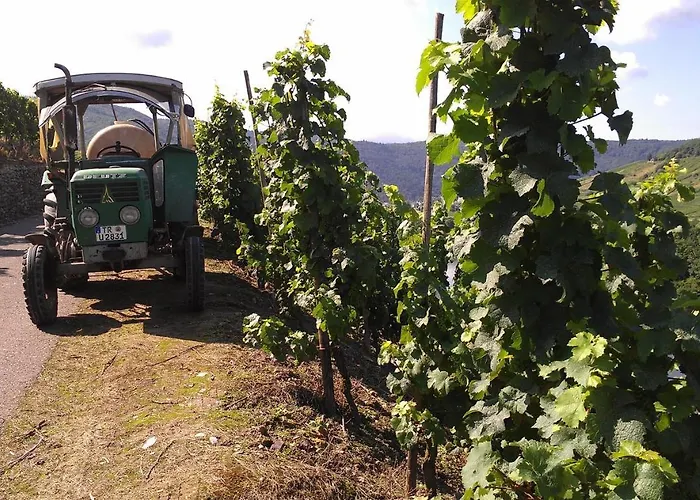 Lägenhet Ferienweingut Ulrike Thul