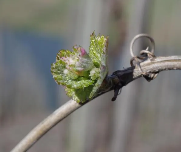 Ferienweingut Ulrike Thul Lägenhet Leiwen