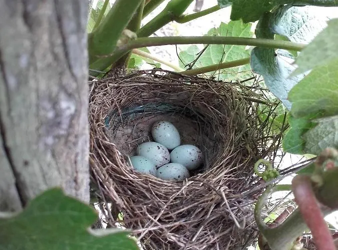 Ferienweingut Ulrike Thul *