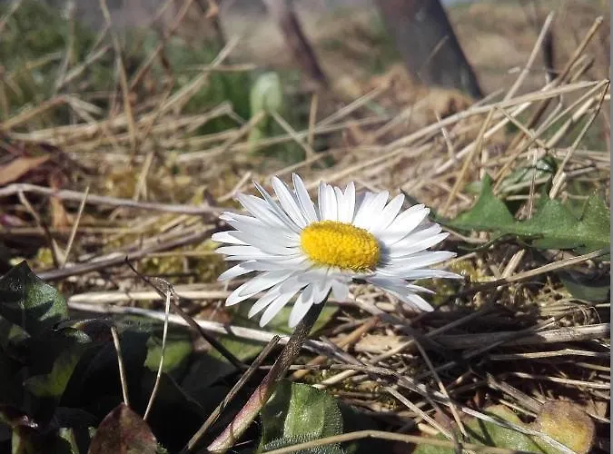 Ferienweingut Ulrike Thul Lägenhet Leiwen