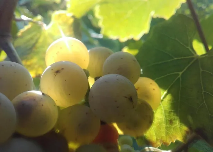 Ferienweingut Ulrike Thul Lägenhet *